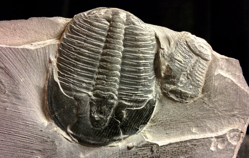 Confessions of a Genuine Trilobite: What is it Telling Us?