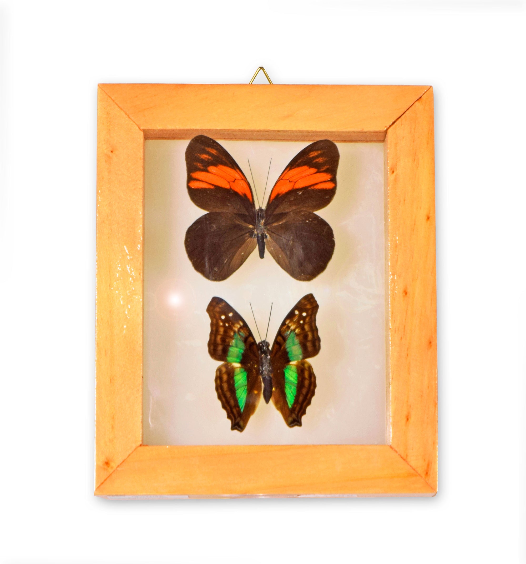 2 butterflies in frame