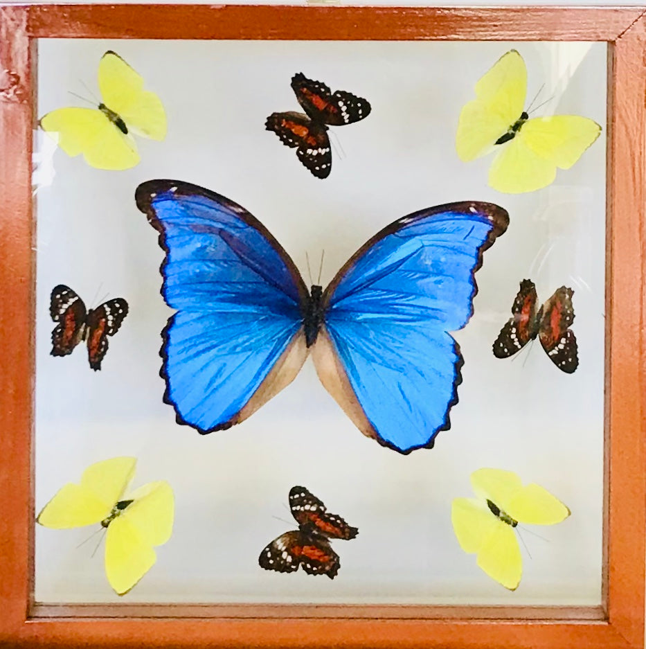 Square frame with Morpho butterfly and eight smaller butterflies