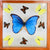 Square frame with Morpho butterfly and eight smaller butterflies