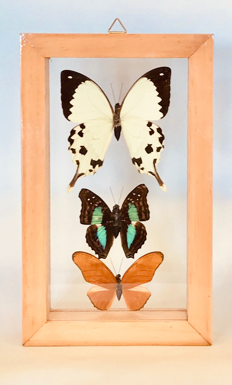 Three butterflies in frame