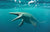 A Day in the Life of a Mosasaur