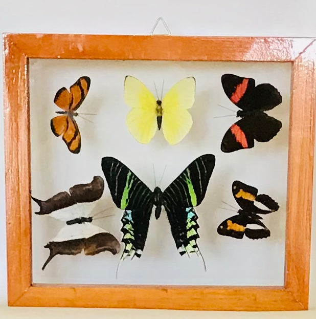 6 butterflies in frame