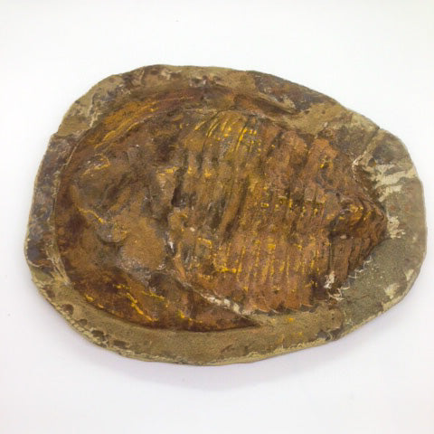 Cambropallace Trilobite