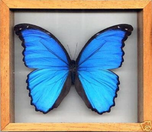 Blue Morpho Butterfly in Wood Frame - Michael's Gems and Glass