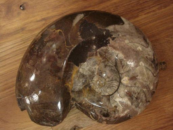 Cephalopod - Michael's Gems and Glass