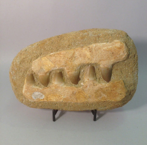 Mosasaur Jaw - Michael's Gems and Glass