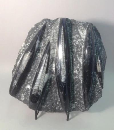 Orthoceras Plaque - Michael's Gems and Glass