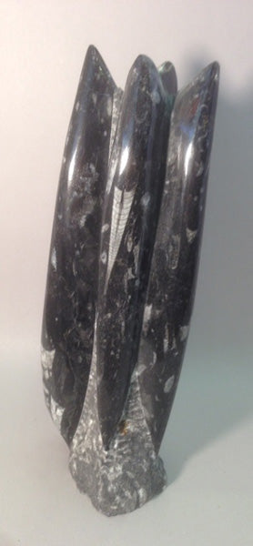 Orthoceras ‘Rocket’ - Michael's Gems and Glass