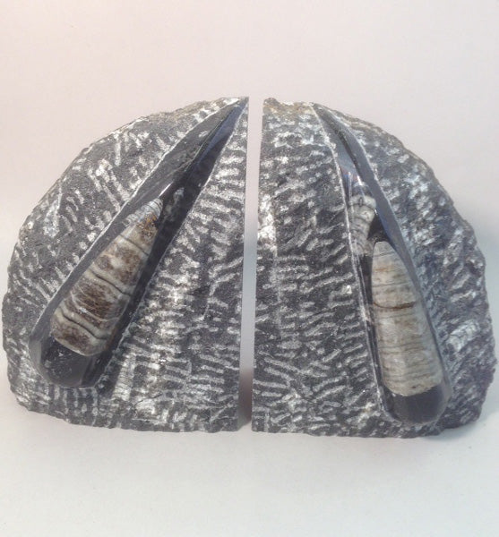 Rough Orthoceras Bookends - Michael's Gems and Glass