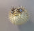 Pufferfish (Porcupine Fish) - Michael's Gems and Glass