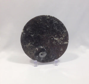 Small Orthoceras Fossil Dish - Michael's Gems and Glass