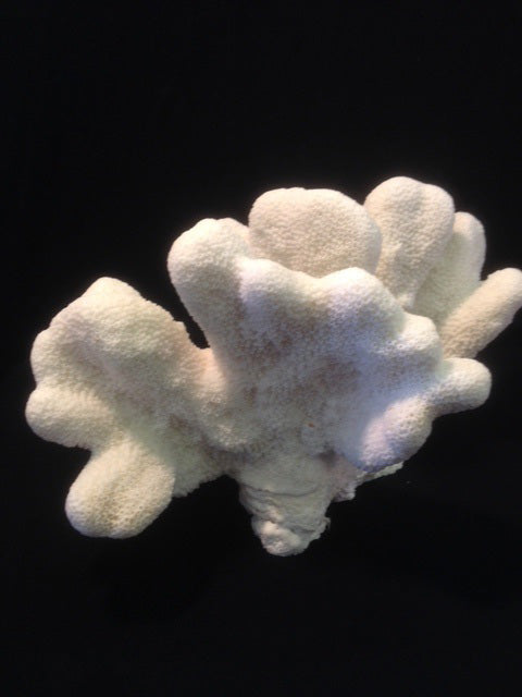 Staghorn Coral - Michael's Gems and Glass