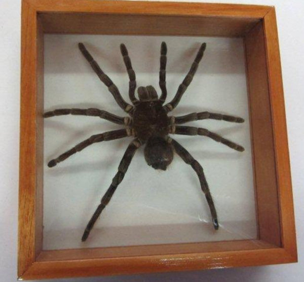 Tarantula - Michael's Gems and Glass